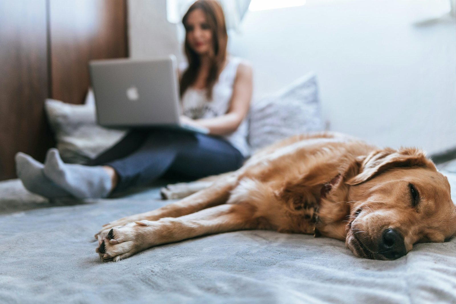 Golden retriever lying on bed while a woman works on a laptop in the background