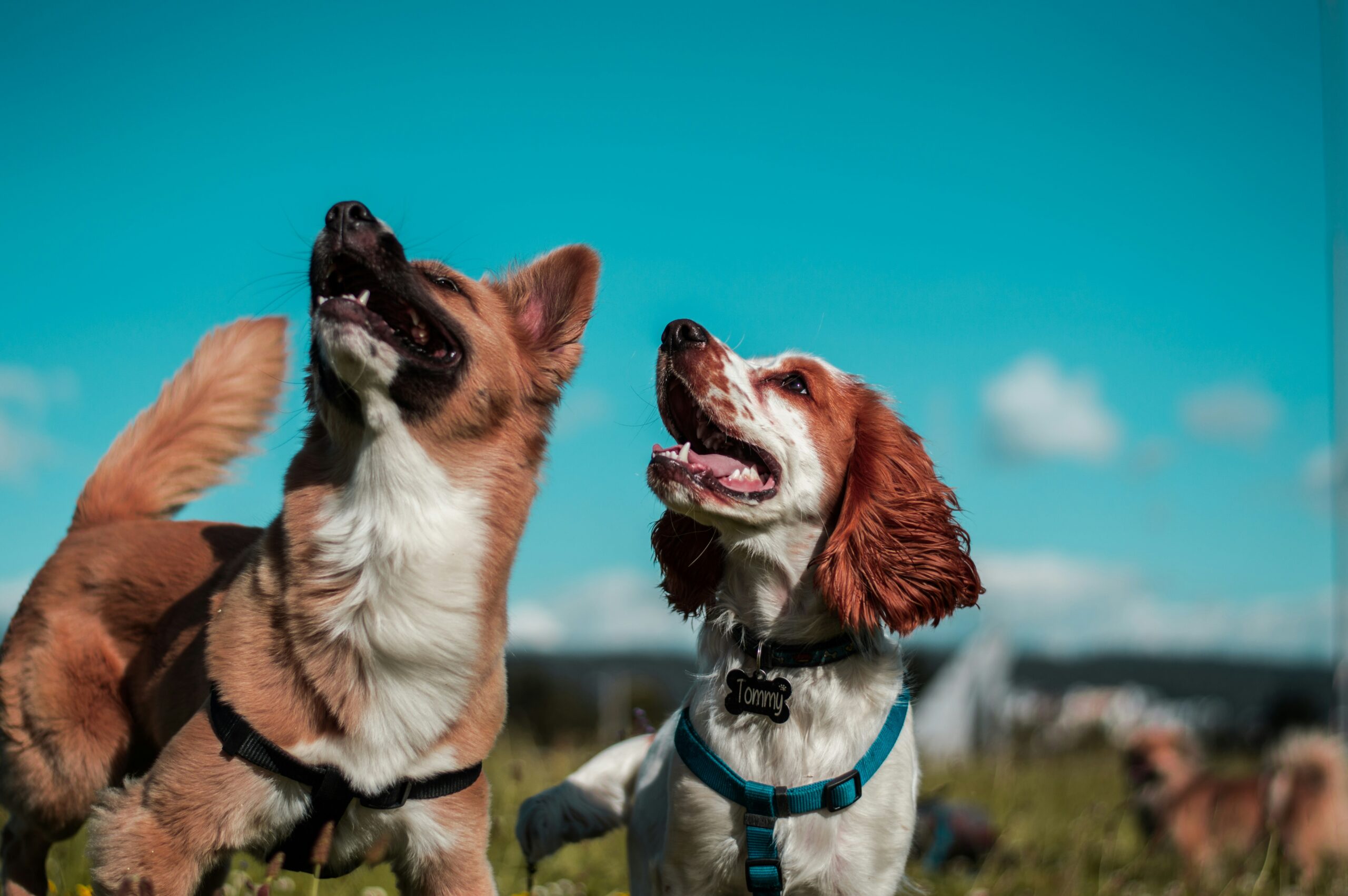 Zwei Hunde vor blauem Himmel schauen gemeinsam nach oben links.
