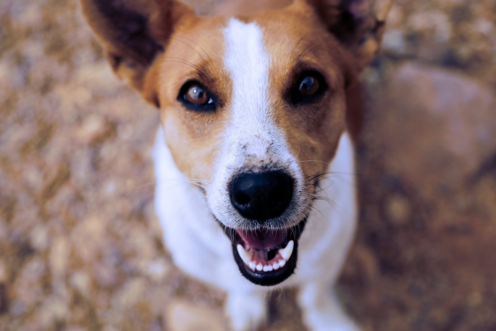 Kleiner Hund schaut freudig in die Kamera