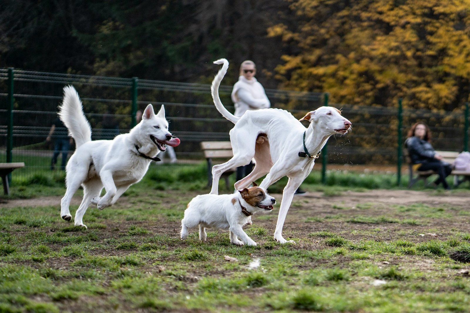 Group of three white dogs of different breeds running across grass