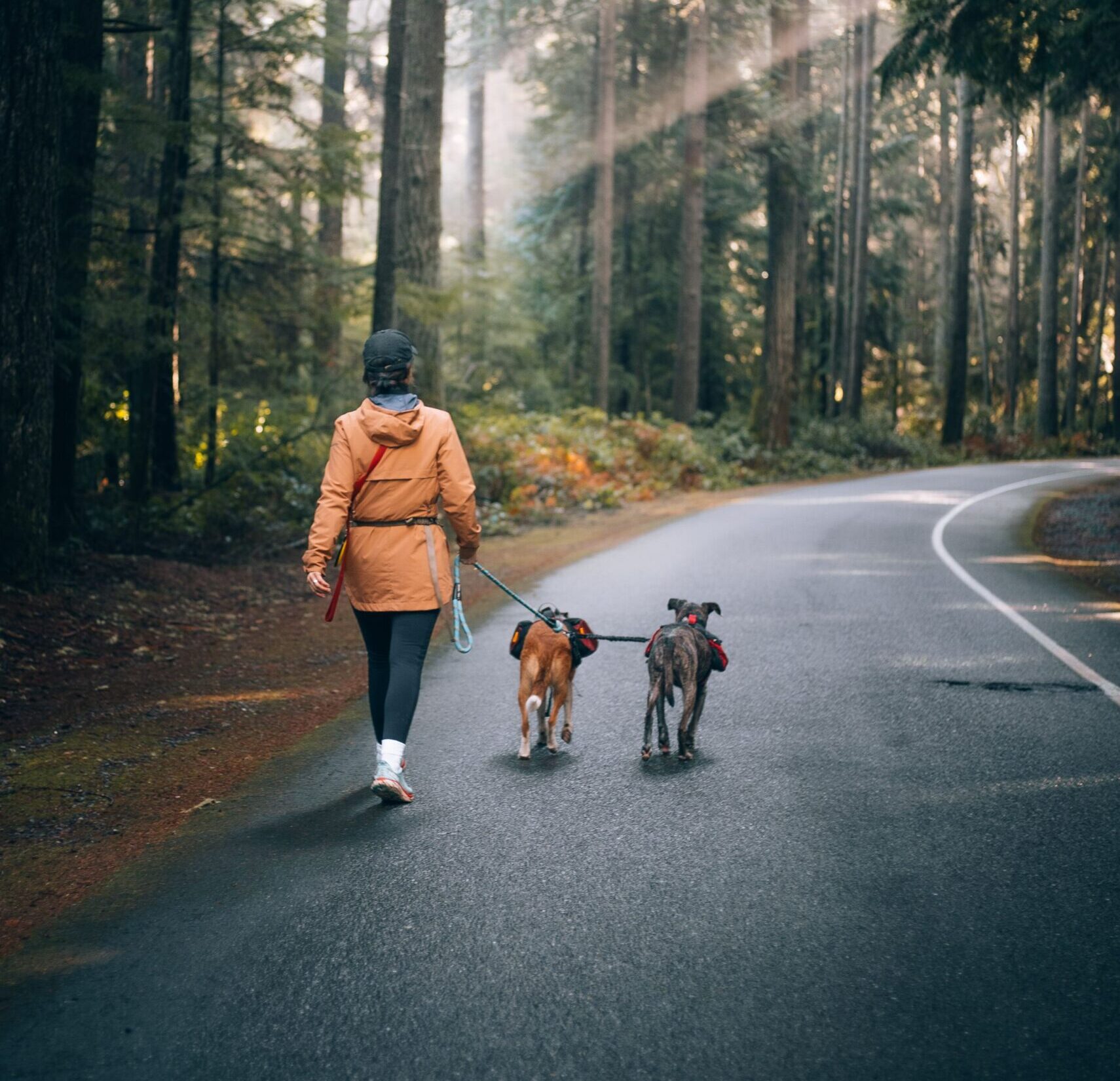A woman walking two dogs through a scenic forest road surrounded by tall trees in autumn.