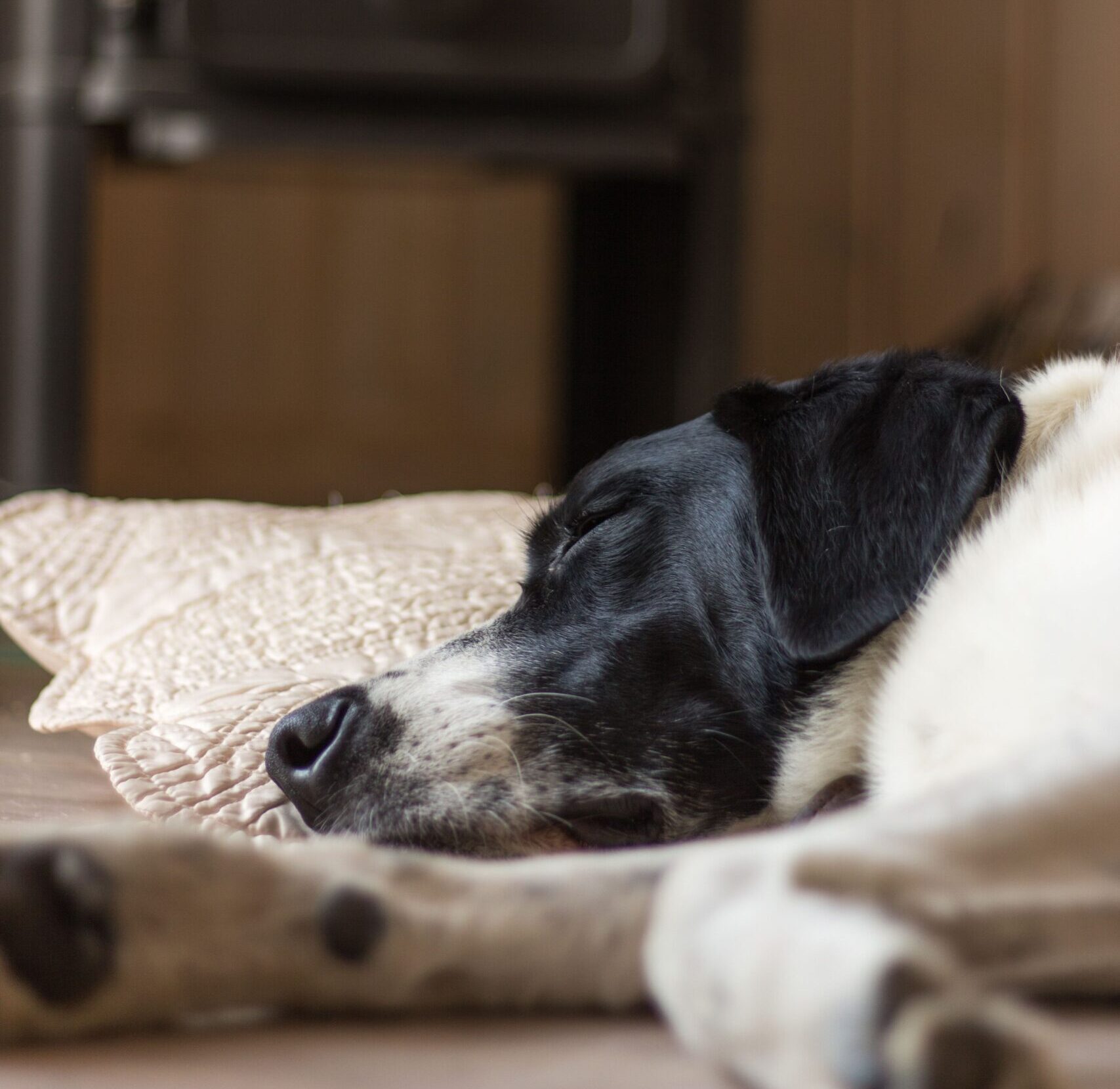 A peaceful dog sleeps by a warm fireplace in a cozy indoor setting.